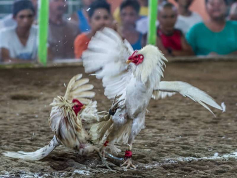 Cấu tạo cựa dao và lý do khiến nó "gây nghiện"