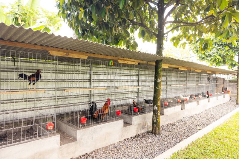 Chọn vị trí làm chuồng: Ưu tiên cao ráo, thoáng đãng