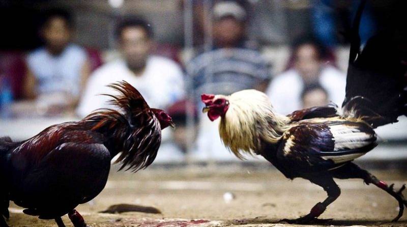 Đặc điểm nhận dạng của dòng gà Cuban: Không phải con nào cũng là "chuẩn Cuban"