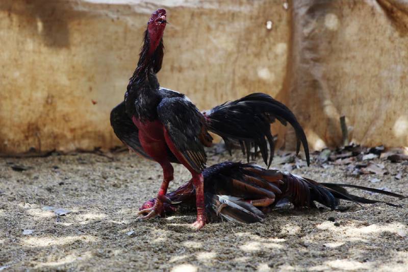 Gà Cuban có phù hợp cho người mới chơi?