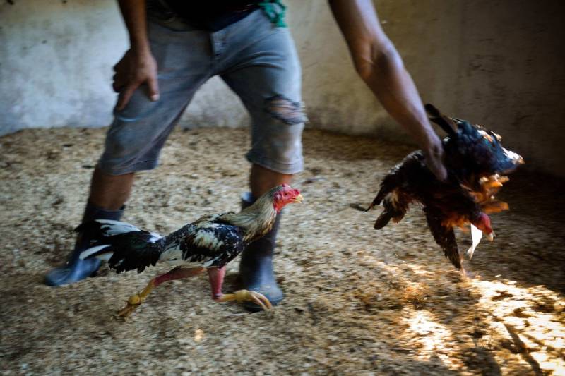 Gà Cuban đá hay không? Câu trả lời nằm ở “chất” chứ không nằm ở “tên gọi”