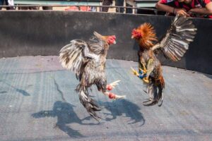 Luật Chơi Đá Gà Campuchia - Hiểu Rõ Để Không “Chơi Lầm”