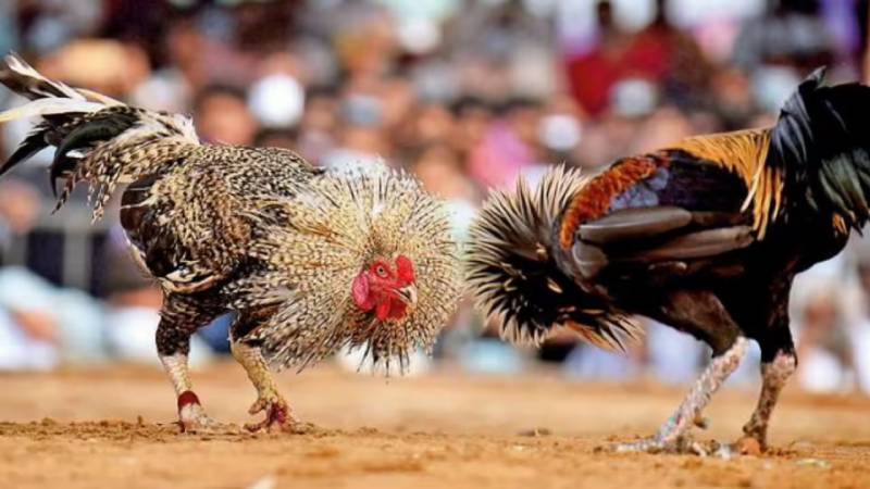 Luật chơi đá gà Campuchia có gì đặc biệt?